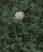 Taraxacum