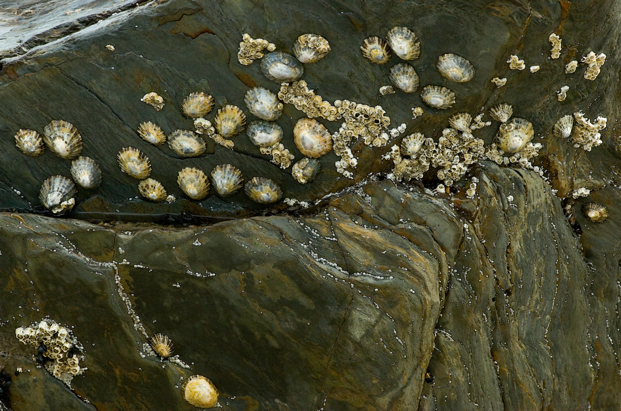 Barnacles in Brittas bay