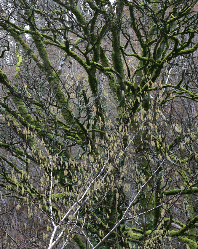 Beech in Ballygannon