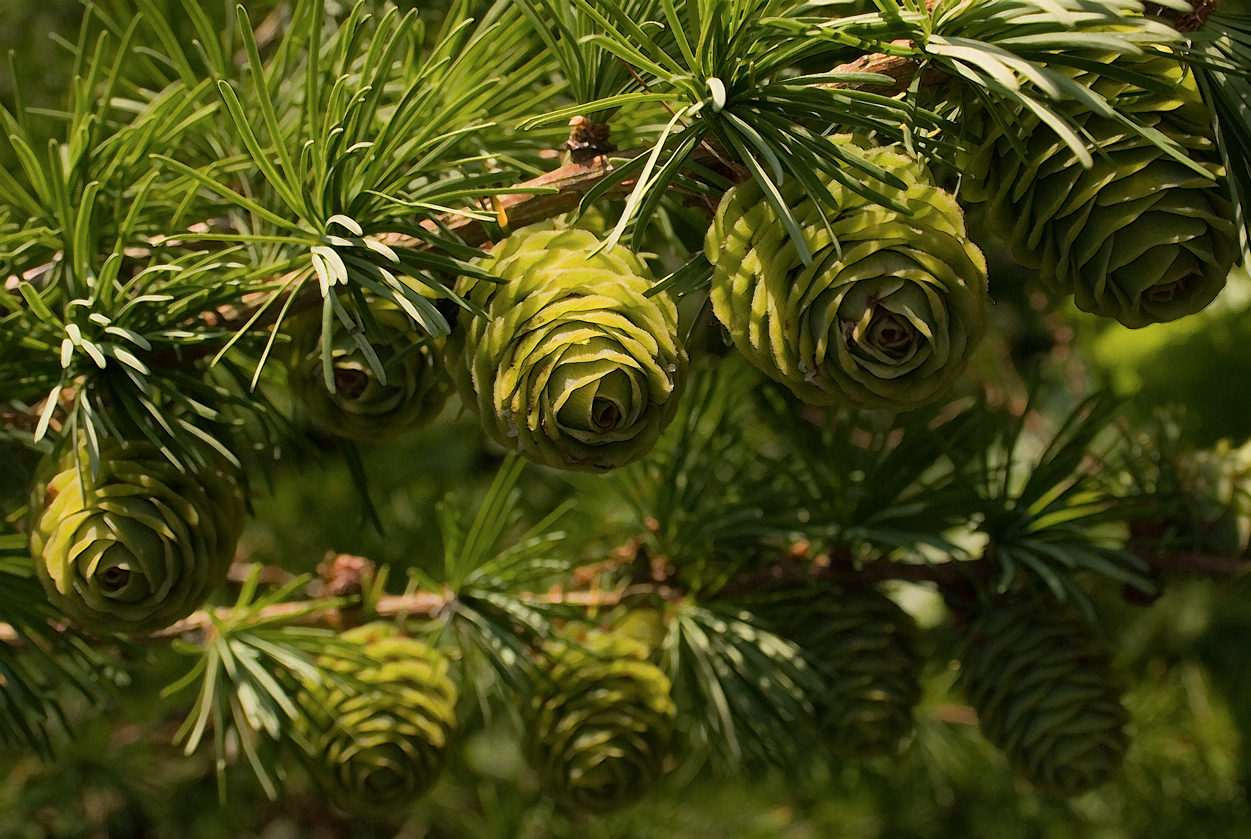 Conifer Mount Usher Gardens Wicklow