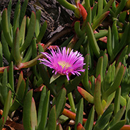 Succulent