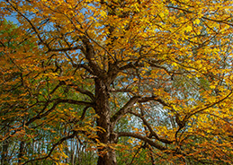 Yggdrasil