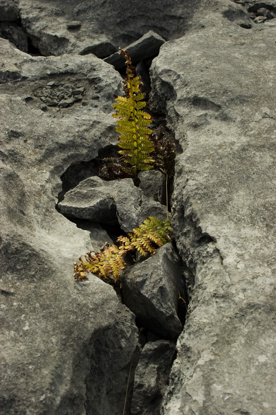 Bracken on Burren