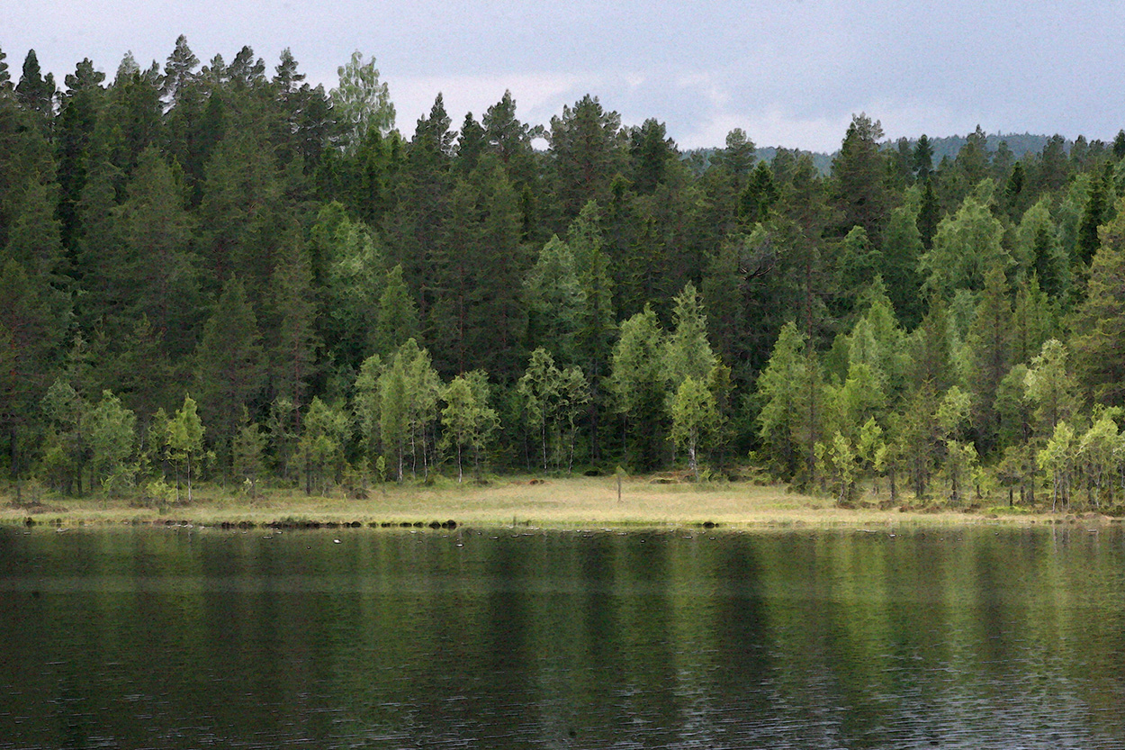 Strandliv i Hälsingland