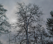 Himlagrenar
