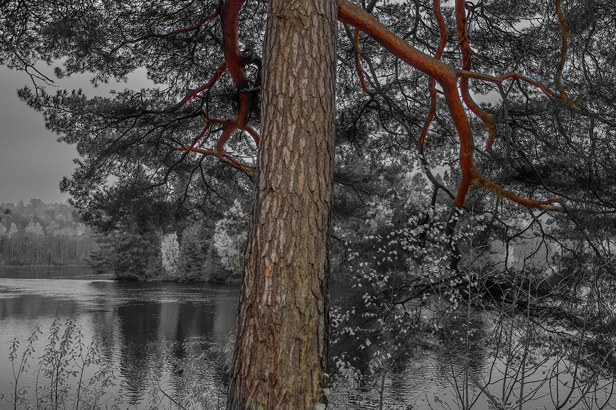 Pinus